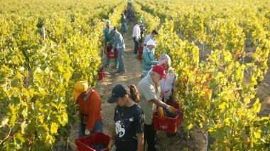 <strong>OASI.</strong> A sinistra una piantagione di albicocchi a Ribolla <strong>VENDEMMIA.</strong> Nella foto grande un monento della vendemmia nella zona del Morellino