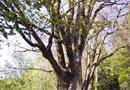 Piante di acero sul viale Grocco