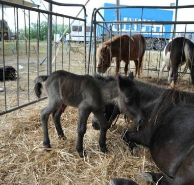 Il cavallino Cecina con la mamma 