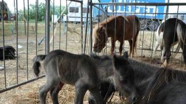 Il cavallino Cecina con la mamma