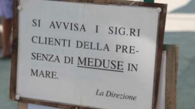 Allarme meduse a Cecina Focus: «Esemplari urticanti»