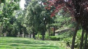 Torna "Storie sotto l'albero" Leggere è un gioco da bambini