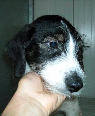 Cuccioli da adottare al canile