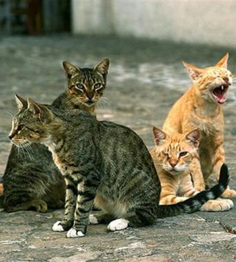 <strong>GATTI.</strong> Tutelati dal Comune