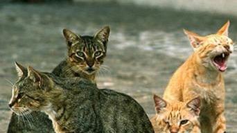 <strong>GATTI.</strong> Tutelati dal Comune