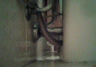 Biscia trovata nel bagno di una casa ad Altopascio