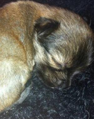 <b>IL CUCCIOLO.</b> Si chiama Orsetto 