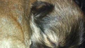 <b>IL CUCCIOLO.</b> Si chiama Orsetto