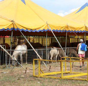 Alcuni animali nei recinti del circo  