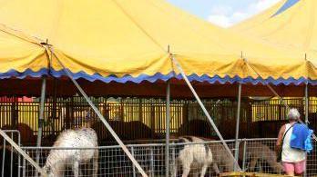 Alcuni animali nei recinti del circo
