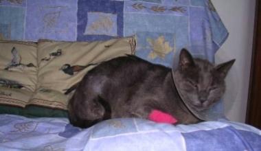 Sos micio, ma nessuno risponde
