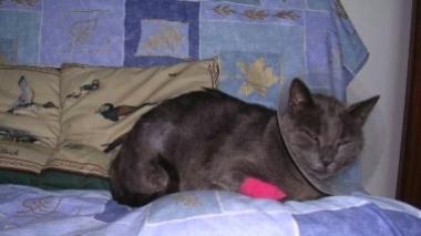 Sos micio, ma nessuno risponde