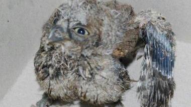 Bambino trova un pulcino di gufo ferito