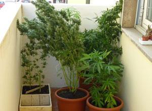 Coltiva la marijuana nel garage di una villetta ragazzo di 19 anni nei guai