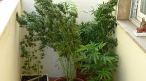 Coltiva la marijuana nel garage di una villetta ragazzo di 19 anni nei guai