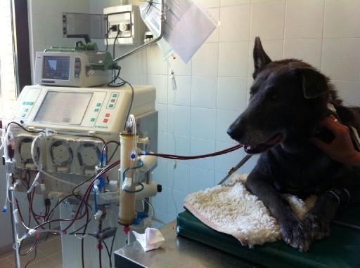 Cane con mieloma multiplo, a Pisa il primo intervento di plasmaferesi