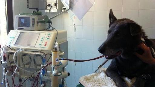 Cane con mieloma multiplo, a Pisa il primo intervento di plasmaferesi