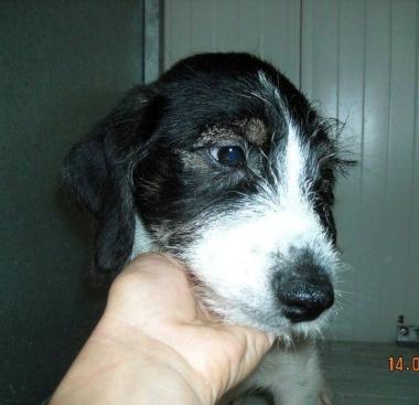Cuccioli in cerca di famiglia Appello dal canile Hermada