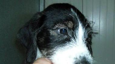 Cuccioli in cerca di famiglia Appello dal canile Hermada