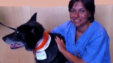 Il cane sottoposto a intervento
