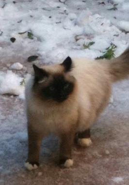 Chi ha visto il gatto Ettore?