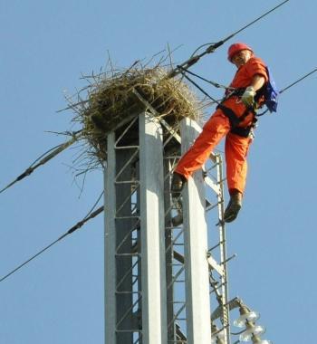 Il sopralluogo al nido sul traliccio di Terna 