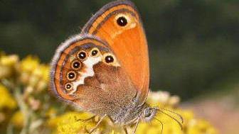 Un esemplare di farfalla