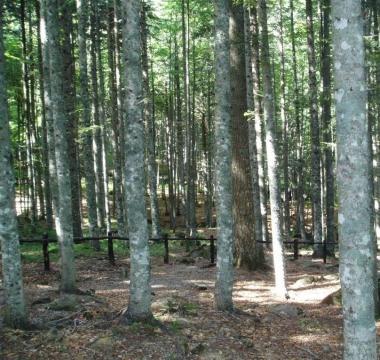 La faggeta dellOrto botanico 