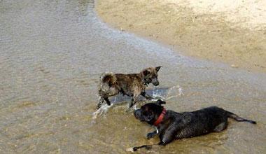 Cani sì, cani no spiaggia che vai divieti che cambiano
