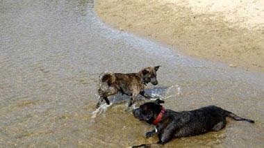 Cani sì, cani no spiaggia che vai divieti che cambiano