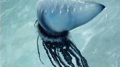 Allarme meduse a Vada