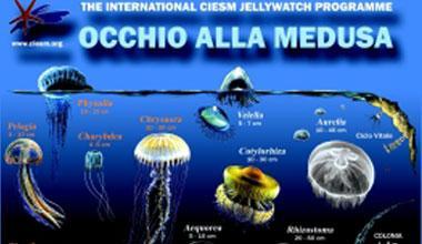 E' allarme meduse, bagnanti medicati per le ustioni