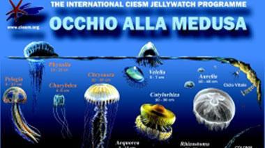 E' allarme meduse, bagnanti medicati per le ustioni