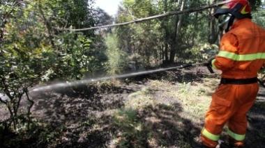 Incendio doloso distrugge oltre un ettaro di bosco