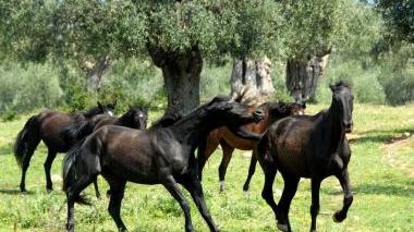 Cavalli al pascolo nei prati di Lunigiana