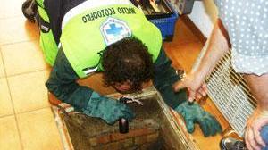 "C'è un'iguana nel water!" E arrivano i pompieri