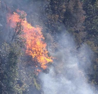 Incendio di bosco, distrutti dal fuoco due ettari e mezzo