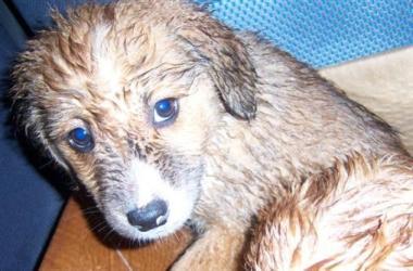 Un cucciolo di pochi mesi, questi animali sono spesso sfruttati per laccattonaggio 