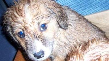 Un cucciolo di pochi mesi, questi animali sono spesso sfruttati per l’accattonaggio