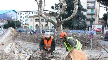 <b>SCEMPIO.</b> Gli alberi di piazza Manzoni abbattuti nel febbraio 2010