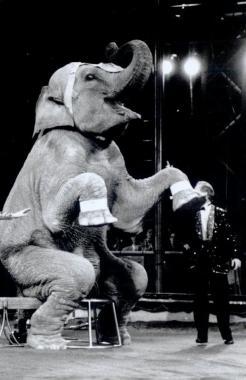 Uno spettacolo del circo con gli elefanti