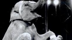 Uno spettacolo del circo con gli elefanti