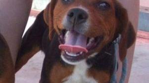 SOS ANIMALI
