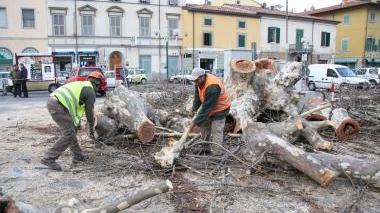 Il taglio degli alberi nella piazza