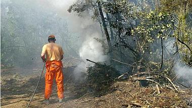 Caccia al piromane del bosco