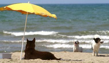 Cani ovunque, divieti ignorati. E nessuno controlla