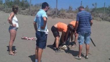 Carcassa di una tartaruga marina spiaggiata davanti alle Esperidi