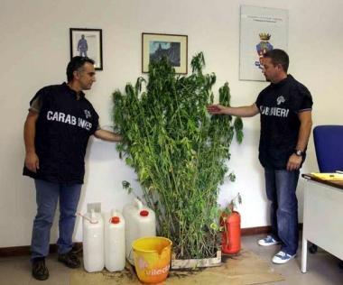 I carabinieri mostrano la piante sequestrate e sopra la piantagione scoperta ad Arzelato               