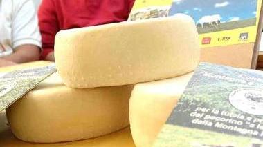 Forme di pecorino a latte crudo