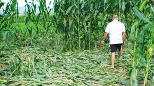 Cinghiali anche nel parco giochi devastate colture e frutteti